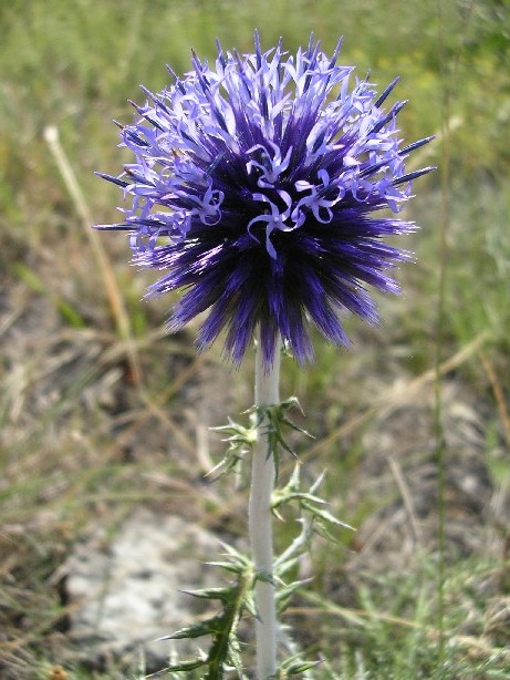 Echinops sphaerocephalus / Cardo pallottola maggiore